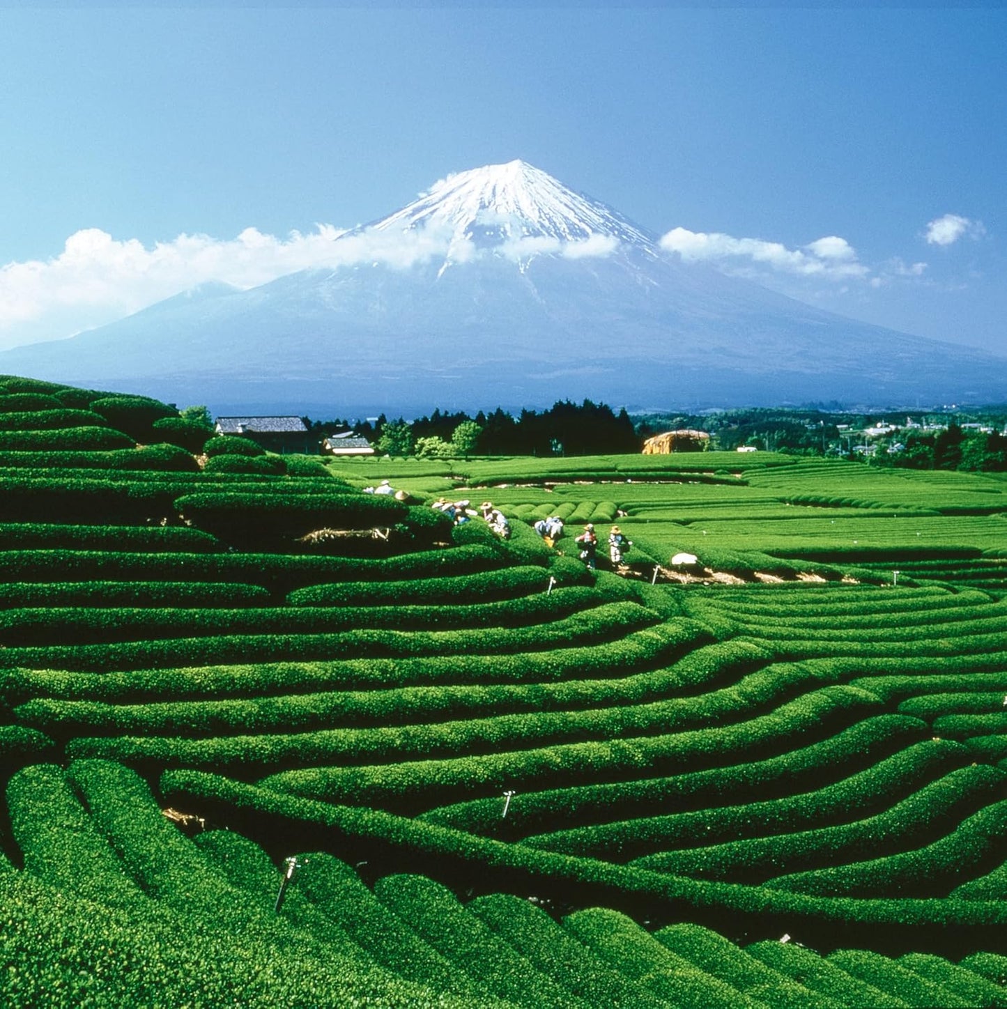 Palais des Thés - Tahitian Rooibos - Caffeine-Free Rooibos Tea with Vanilla & Almond- 3.5oz Loose Leaf Metal Gift Tin, Serves 20-25 Cups