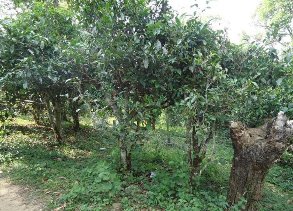 Coconut Puerh Tea, Natural flavours of Coconut and Highly Nutritious puerh tea loose tea -1 LB Bag