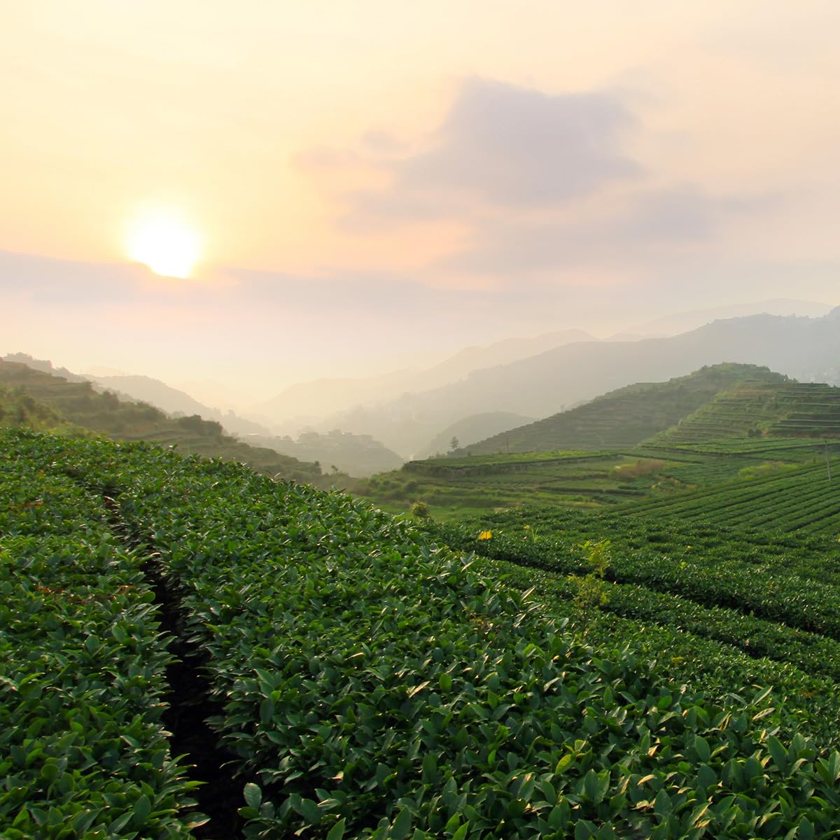 BAMATEA Tieguanyin Oolong Tea Loose Leaf Chinese Loose Leaf Oolong Tea Tie Guan Yin Tea Iron Goddess Oolong Tea from Anxi High Mountain 66g