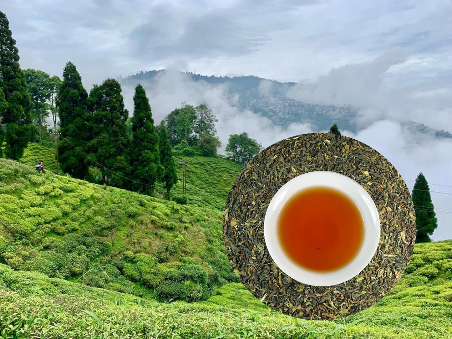 Margaret's Hope Darjeeling Tea, Darjeeling Tea made from the small-leaved Chinese variety of Camellia sinensis var. – 1 lb. Tea in Foil Bag.